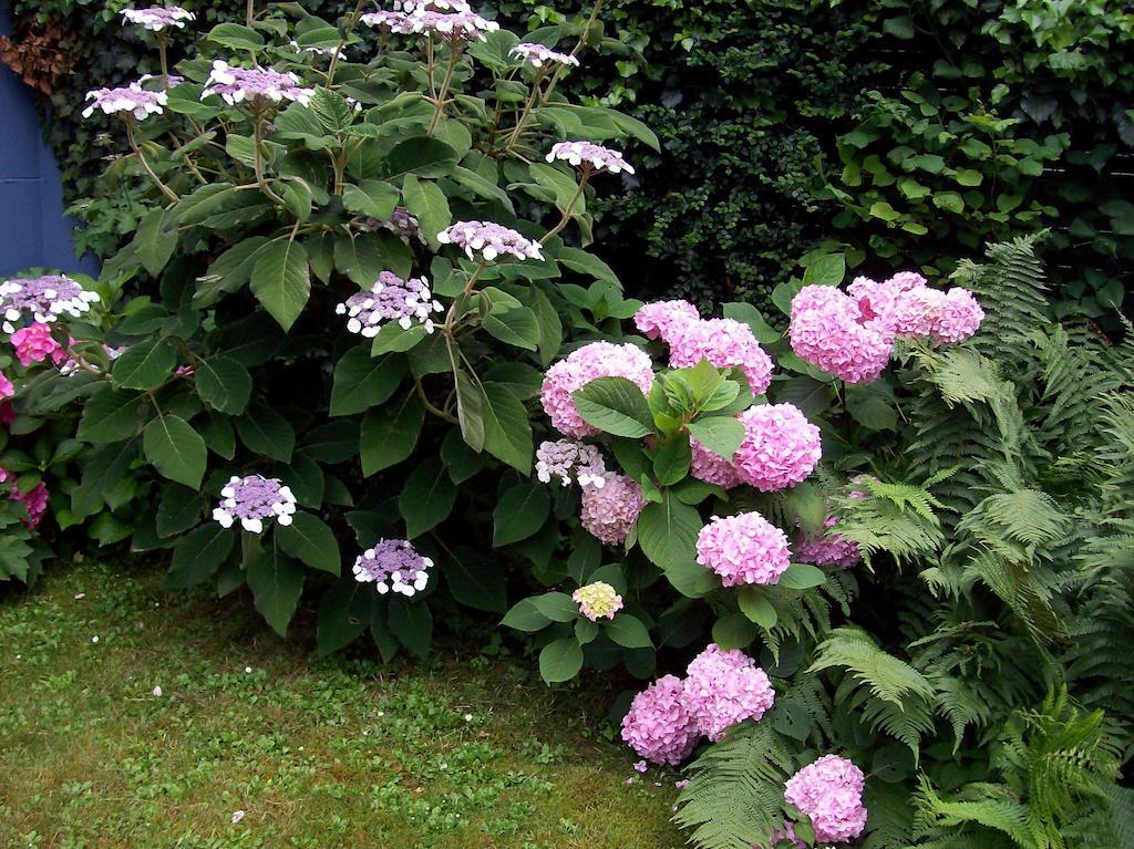 Bed and Breakfast Chez Jean Et Daisy Riehen Екстер'єр фото